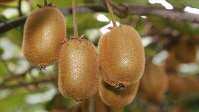 Pazar sorunu olmayan kivi üreticisinin yüzünü güldürüyor