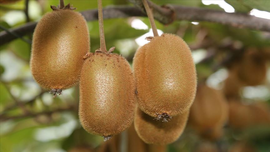 Pazar sorunu olmayan kivi üreticisinin yüzünü güldürüyor