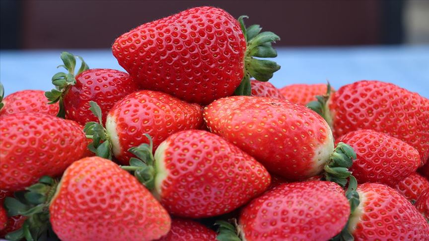 Yalova’nın yediveren çileği üreticisini memnun etti