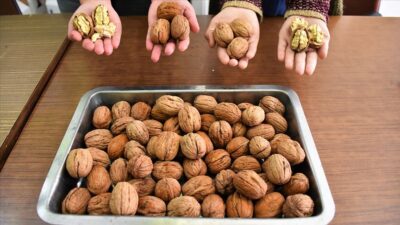 ‘Marmara’nın ceviz ambarı’nda bu sezon 3 bin ton ürün elde edildi