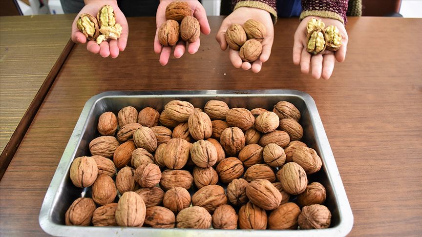 ‘Marmara’nın ceviz ambarı’nda bu sezon 3 bin ton ürün elde edildi