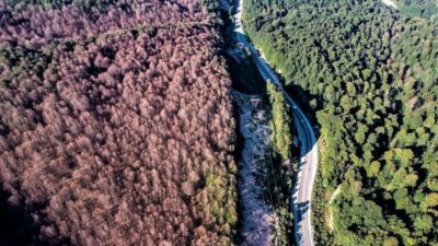 Bursa’da tırtıl istilasından kurtulan orman rengarenk oldu