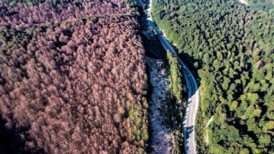 Bursa’da tırtıl istilasından kurtulan orman rengarenk oldu