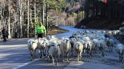Uludağ’a kar düştü çobanların zorlu yolculuğu başladı