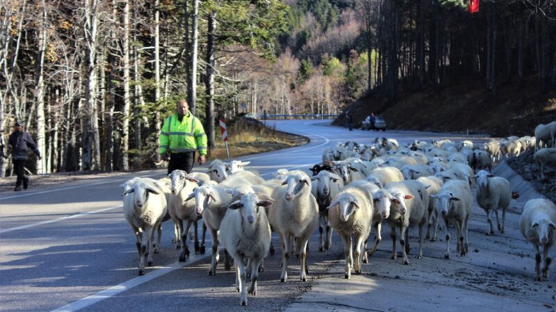 Bursa Uludağ’da 4 aydır hayvanlarını otlatan çobanlar dönüş yoluna geçti.