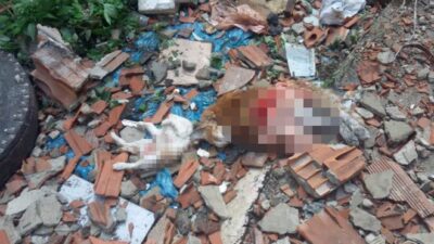 İstanbul’da kedi katliamı