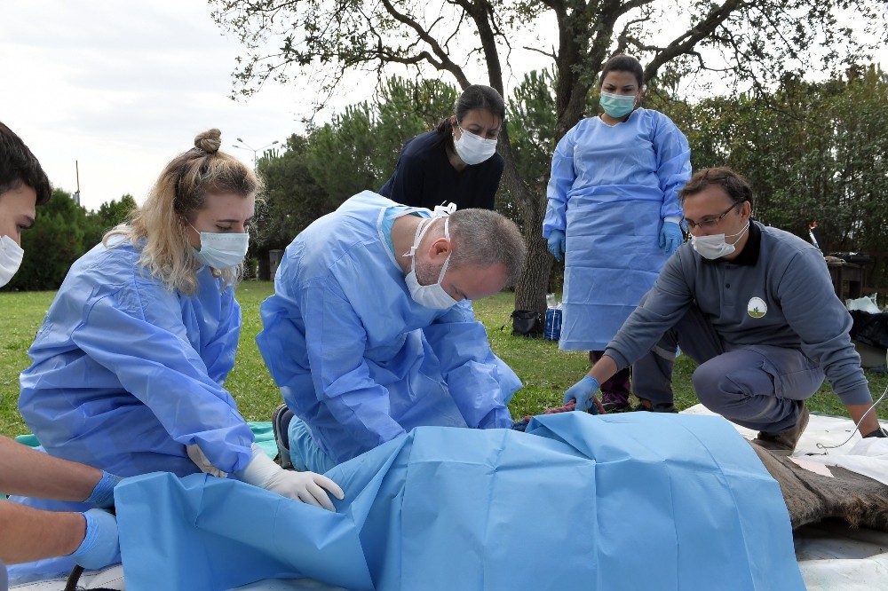 Yaralı eşekler Osmangazi’de sağlığına kavuşturuldu