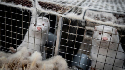 Paniğe yol açmaya devam ediyor! Daha ölümcül, daha bulaşıcı…