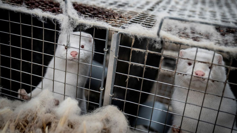 Paniğe yol açmaya devam ediyor! Daha ölümcül, daha bulaşıcı…