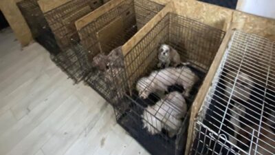 Bodrumda 68 köpek bulundu