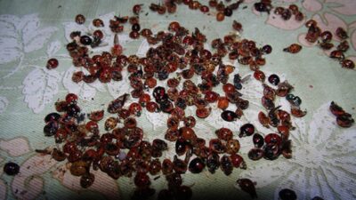 Uğur böceği istilası: 6 mahalleyi sardı