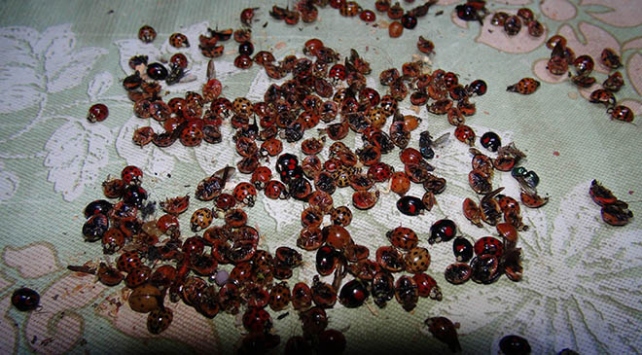 Uğur böceği istilası: 6 mahalleyi sardı