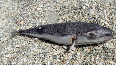 Balon balığı siyanürden 1200 kat daha zehirli