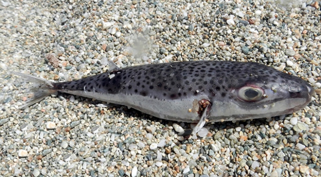 Balon balığı siyanürden 1200 kat daha zehirli