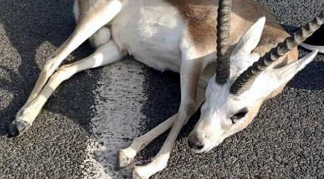 Yaralı ceylanı kaçıranlara 24 bin lira ceza Yaralı ceylanı kaçıranlara 24 bin lira ceza