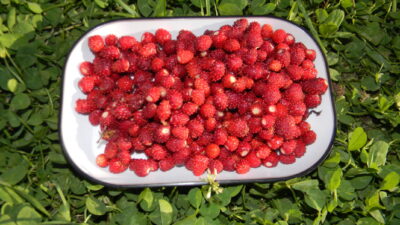 Yaşlanma karşıtı doğal bir besin… Bir avuç kadar tüketilmesi…