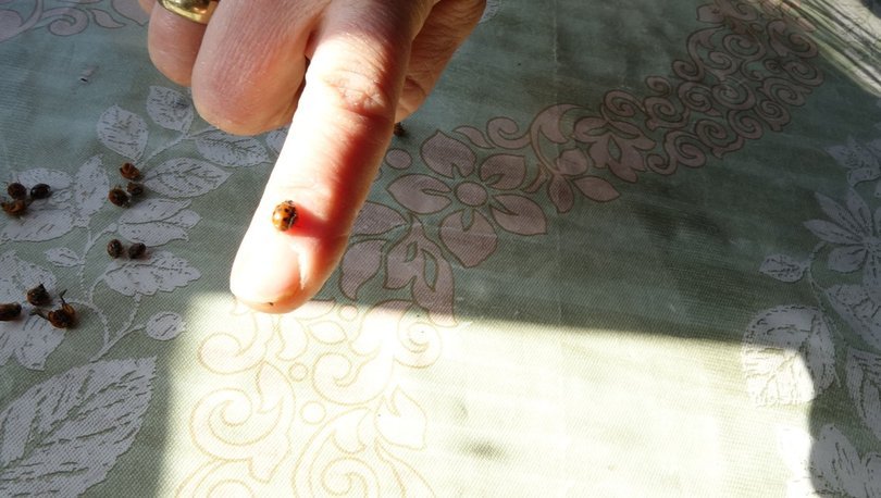 6 mahalleyi istila etmişlerdi! Sırrı ortaya çıktı