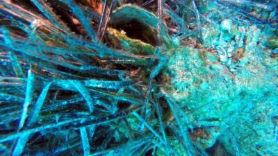 Korkutan gelişme! Marmara’ya sıçradı