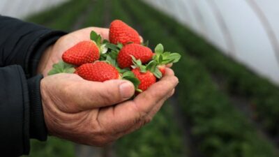 Selin faturası ağır oldu! 15 bin ton çilek çöpe gitti