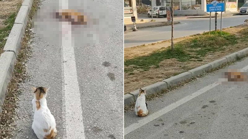 Aracın çarptığı kedi öldü, yanındaki kedi başından ayrılmadı