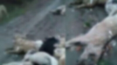 Görüntüler Bursa’dan… Bunun adı vahşet!