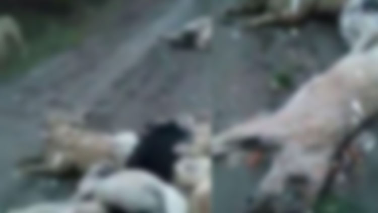 Görüntüler Bursa’dan… Bunun adı vahşet!