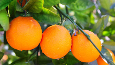 TİGEM’den portakal satışı…