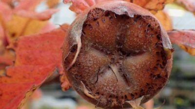 Bin bir derde deva onda…