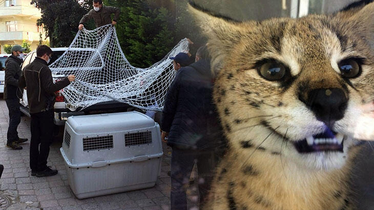 Fiyatı 70 ila 150 bin lira! Sakarya’da ele geçirildi Fiyatı 70 ila 150 bin lira! Sakarya’da ele geçirildi