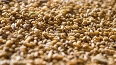 TMO, hububat satışına aralıkta da devam edecek