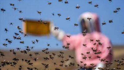 Arı yetiştiricilerine meteorolojik destek