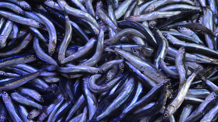 Hamsi fiyatları tekrar yükseldi