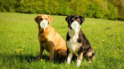 Koronavirüsü koklayarak buluyorlar!