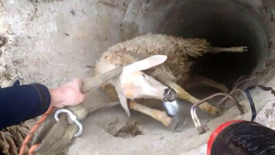 30 metre derinlikteki kuyuya düşen koyunu itfaiye kurtardı