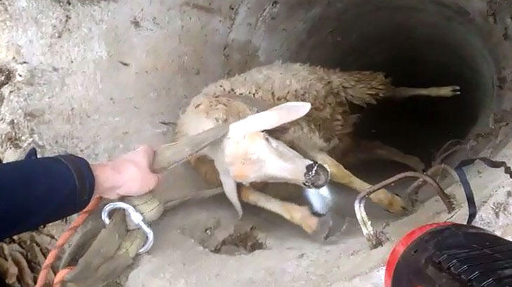 30 metre derinlikteki kuyuya düşen koyunu itfaiye kurtardı