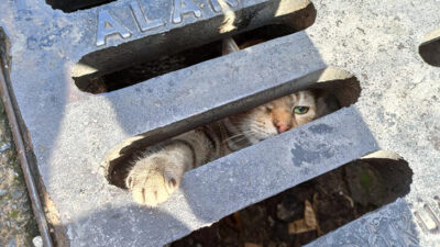 Mazgaldan gelen ses mahalleliyi harekete geçirdi!