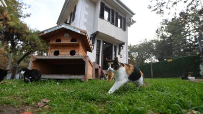 8 bin 451 can dostu sağlığına kavuştu