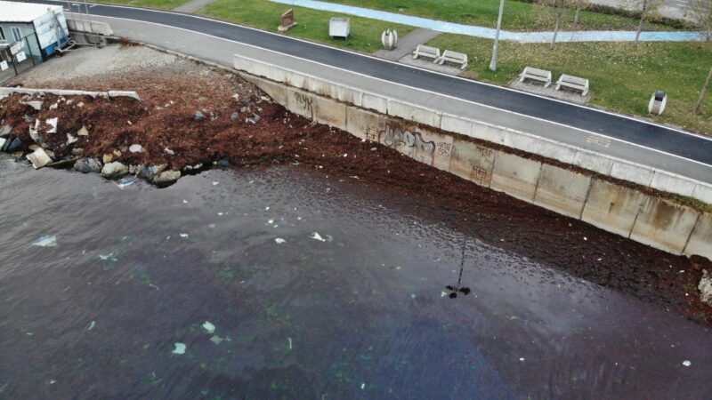 Denizin rengi kırmızıya büründü