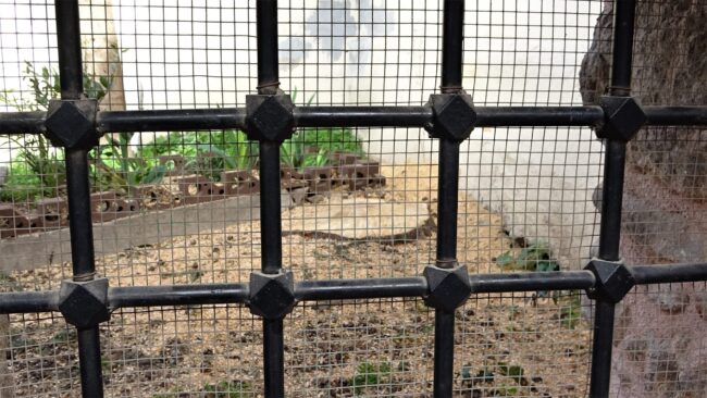 Bursa’da asırlık ağacı kestiler