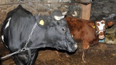 Haluk Levent cinsel saldırı mağduru buzağıyı satın aldı