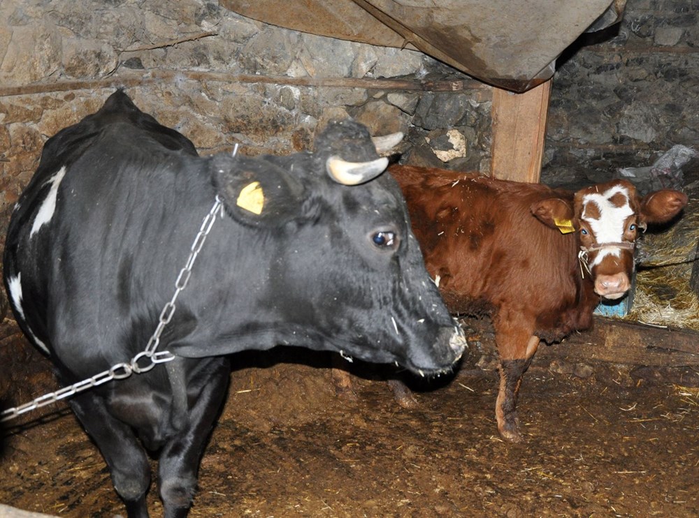 Haluk Levent cinsel saldırı mağduru buzağıyı satın aldı Haluk Levent cinsel saldırı mağduru buzağıyı satın aldı
