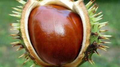 Soğuk algınlığına, nefes darlığına, yüksek ateşe iyi gelir…