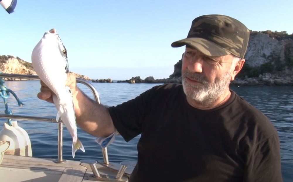 İstilacı balon balığı Marmara yolunda