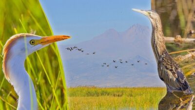 Kuş cenneti fotoğraf tutkunlarını bekliyor…