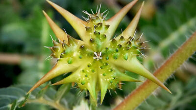 Bu faydasını duyunca şaşıracaksınız…