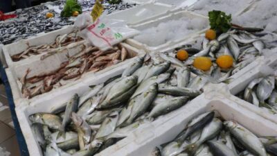 Karadeniz’de sarıkanat bolluğu: Kilosu 25 lira