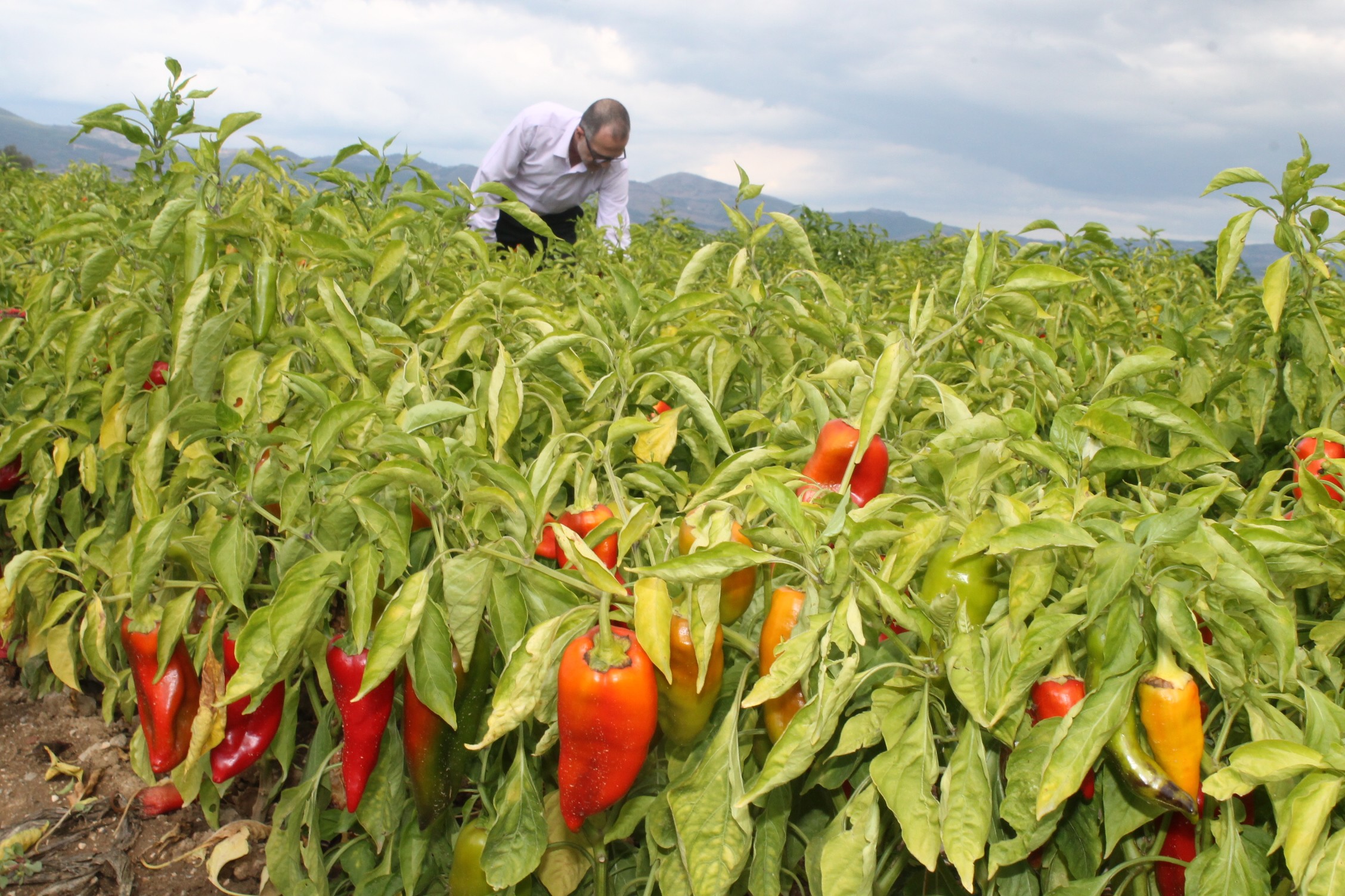 Bursa’da üretimi riske giren sebze! Böyle devam ederse yüzde 80…