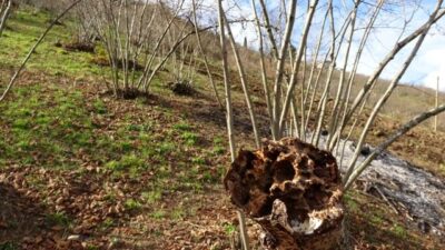 ‘Drakula’nın tehdit ettiği fındık ağaçları söküldü