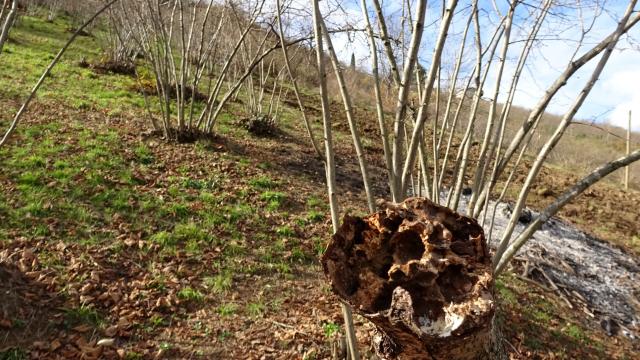 ‘Drakula’nın tehdit ettiği fındık ağaçları söküldü