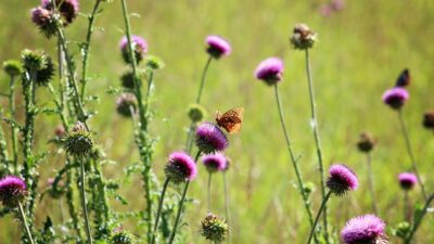 Ciğerleri baştan sona yeniliyor…